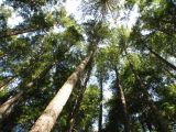 Forest Canopy Forest Canopy
